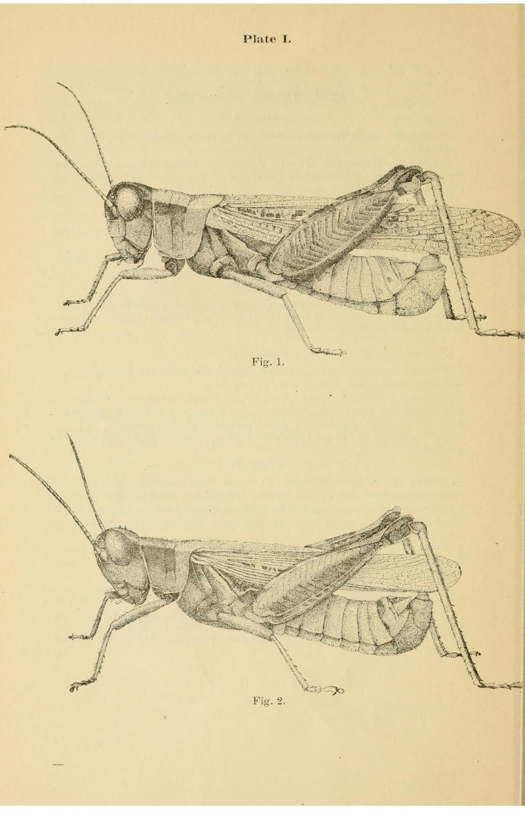 Plague On the Banks of Plum Creek The Laura Ingalls