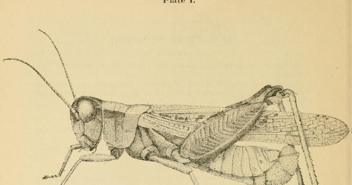 Plague On the Banks of Plum Creek The Laura Ingalls