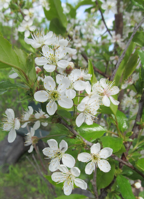  цветы вишни