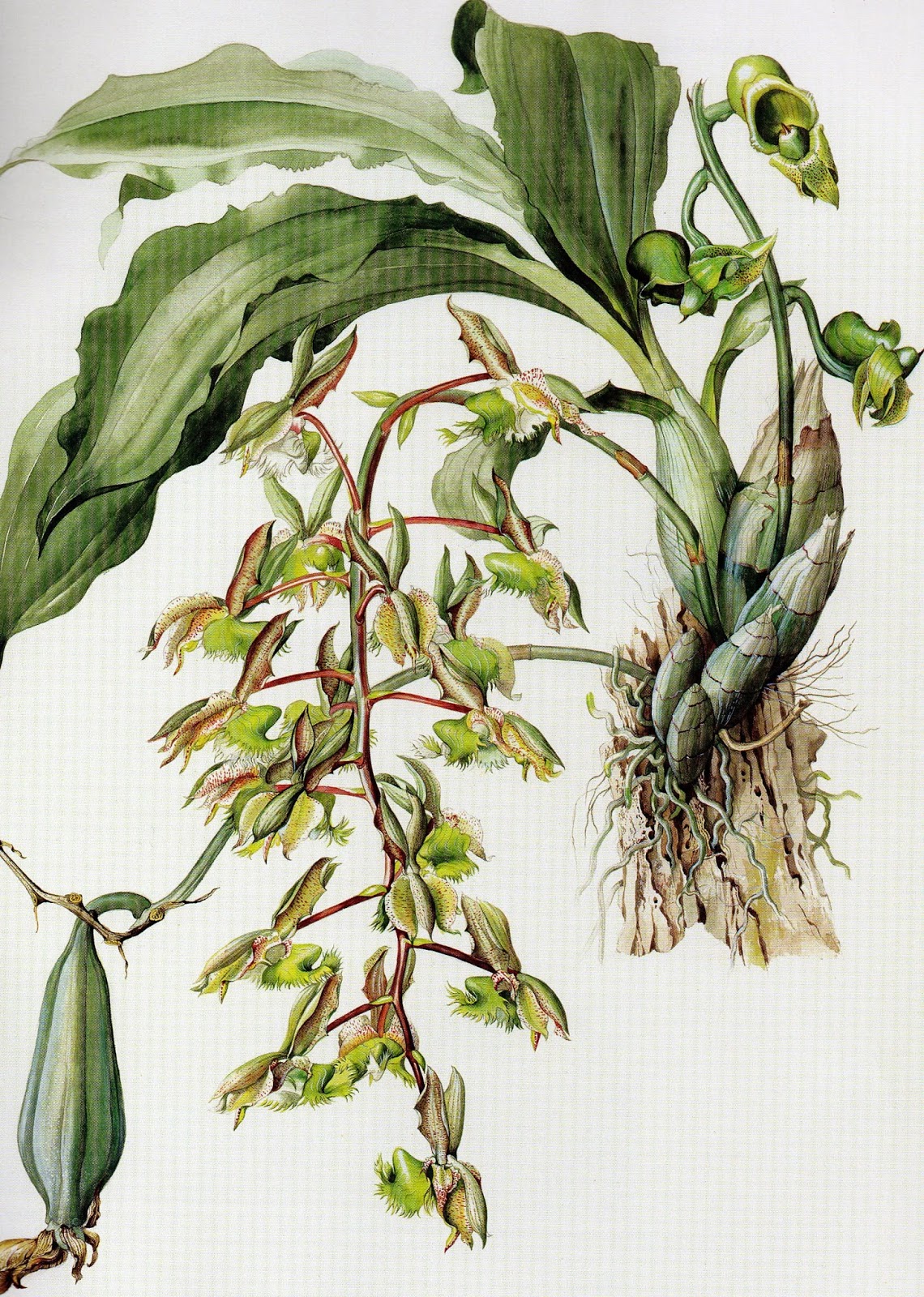 orquídeas e plantas nativas
