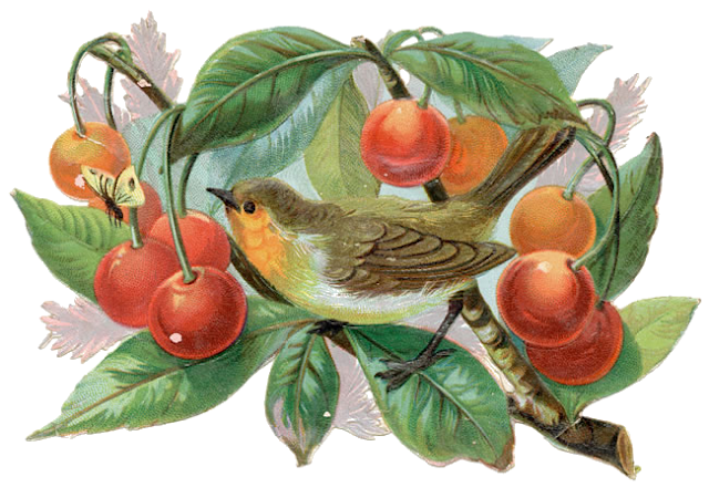 Image ancienne oiseau pour scrap digital Image ancienne oiseau pour scrap digital