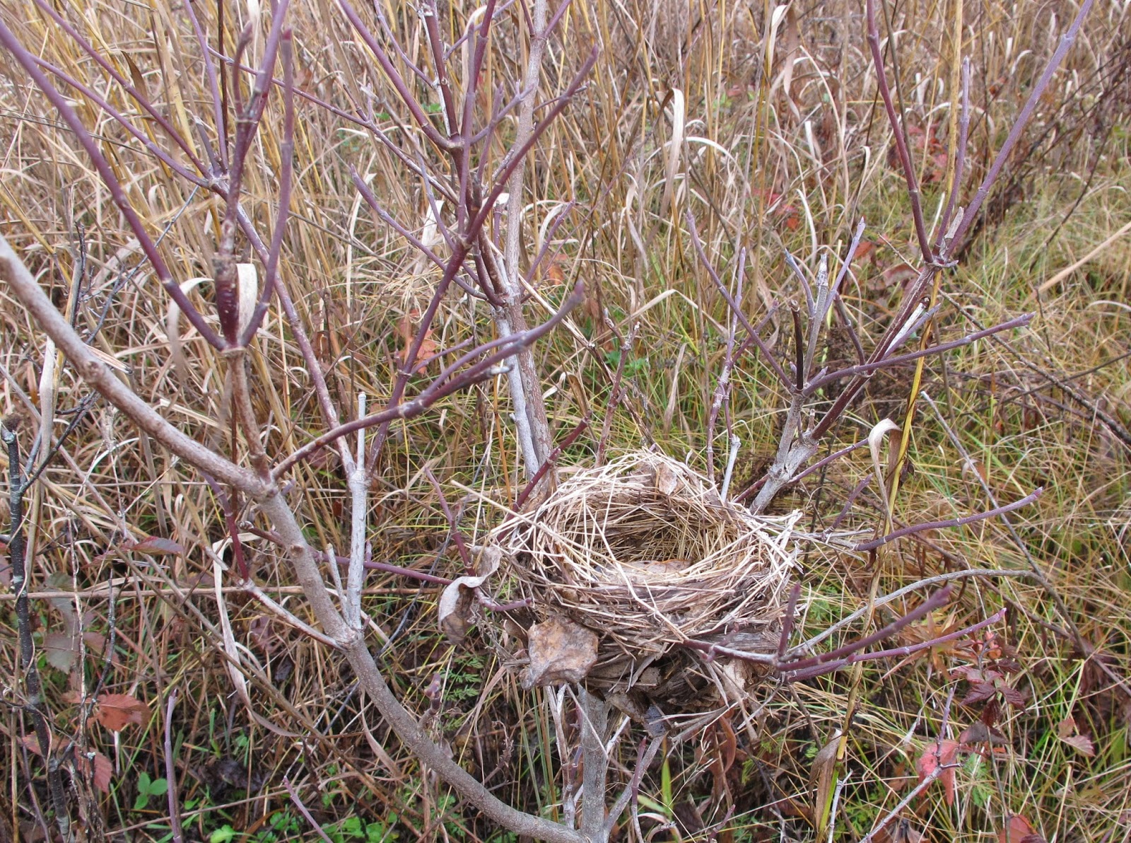 Blue Jay Barrens Bird Nests in the Field