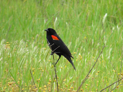 red-winged blackbird