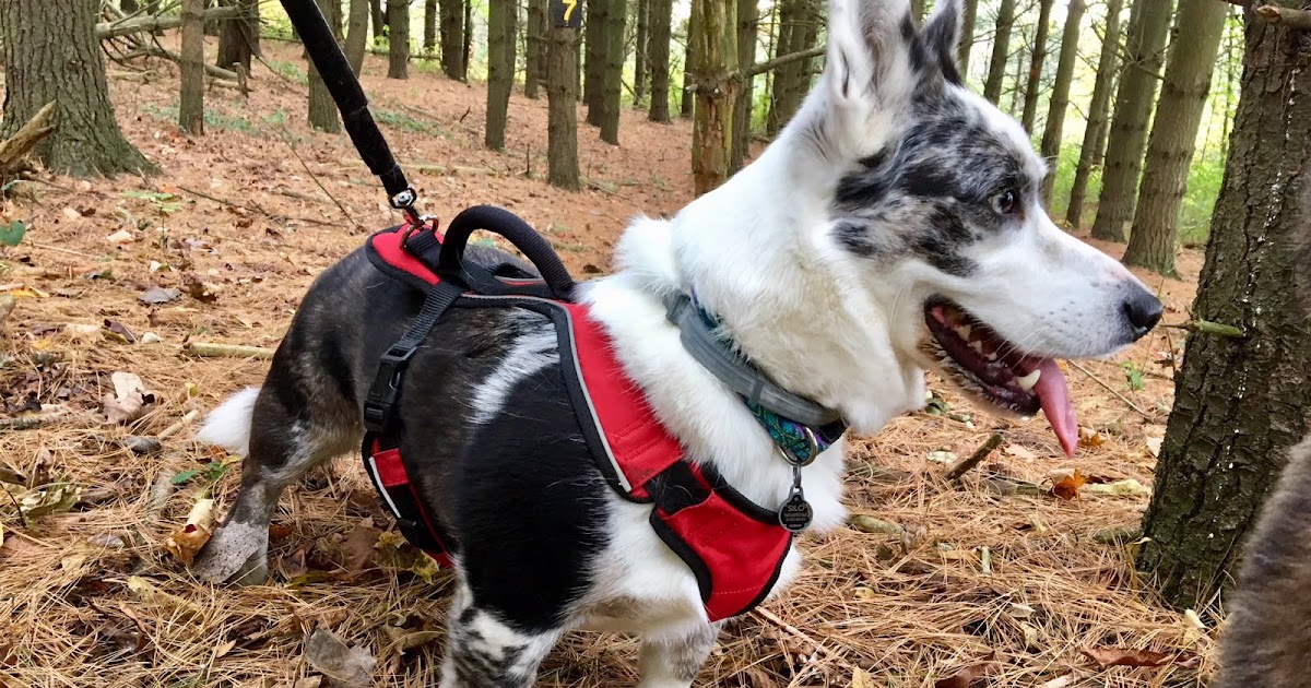 Big Ears Kennel Impressive