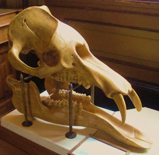 Palaeomastodon beadnelli kafatası