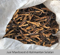 Maxiboost di Banjarbaru Kalimantan Selatan COD, 0813-18681277