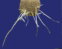 Managing Plant Nutrients: The Roots of Nutrient Uptake
