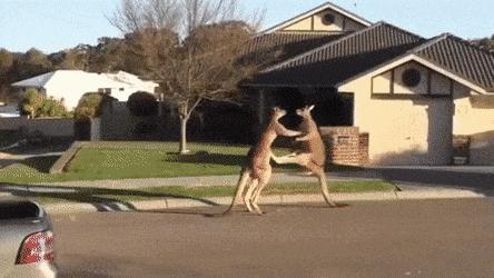 호주에서 흔한 길거리 난투극 ㄷㄷㄷㄷㄷㄷㄷ.gif1