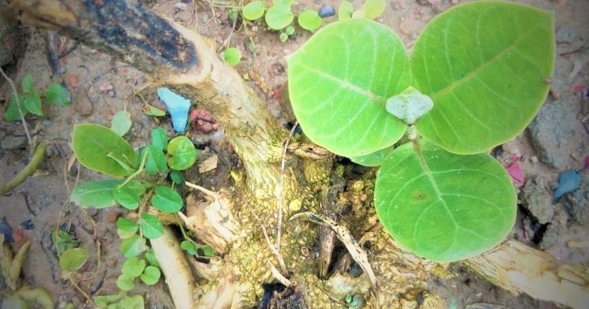 ऐ जिंदगी एक बात बताओ