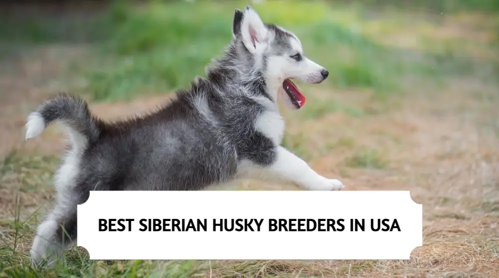 8 Best Siberian Husky Breeders In The Usa 2022