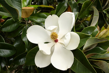 Manfaat Dan Khasiat Bunga Magnolia (Magnolia Grandiflora)