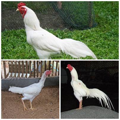 apakah bisa menguntungkan ayam adu jawara putih apakah bisa menguntungkan ayam adu jawara putih