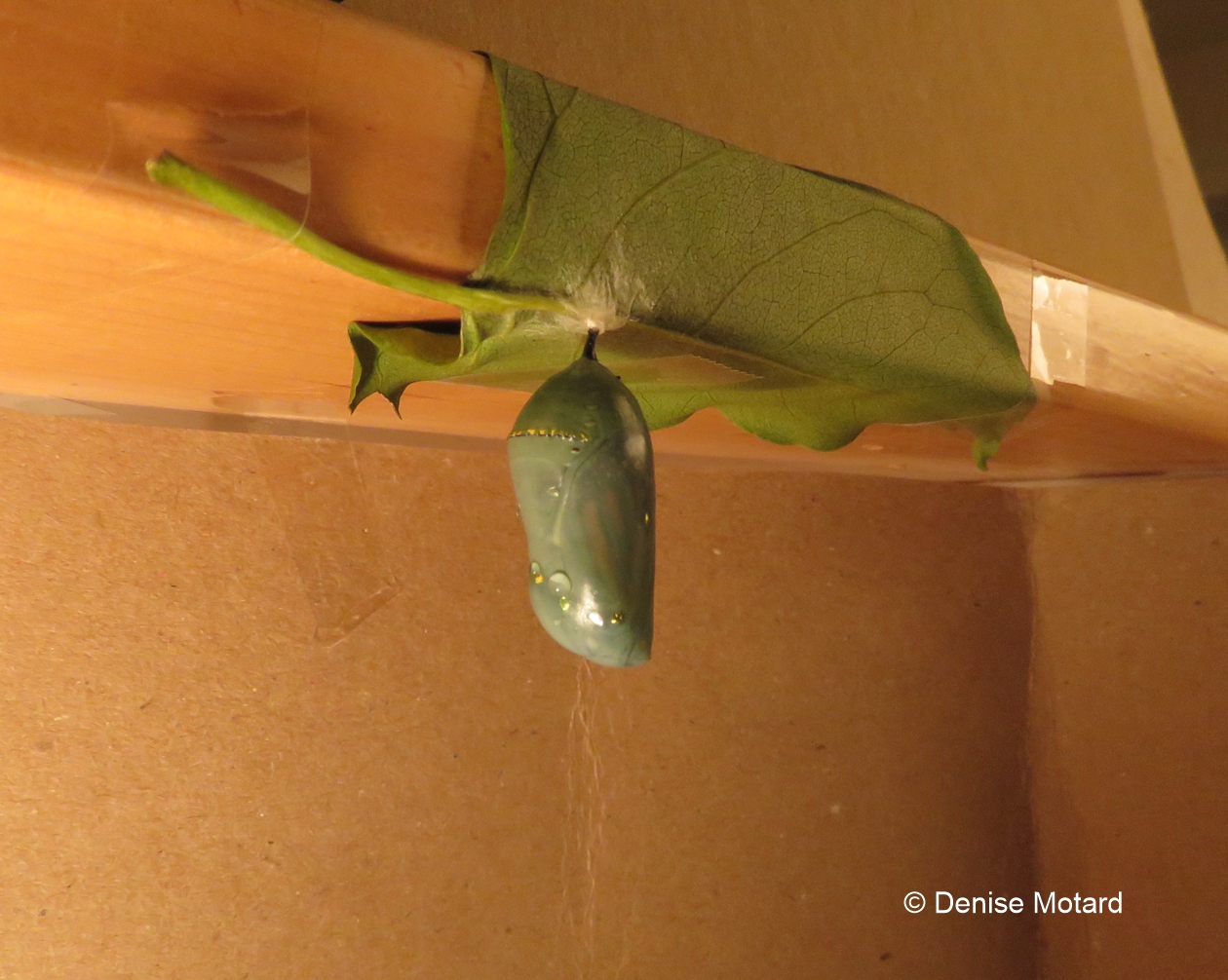 CHRYSALIS