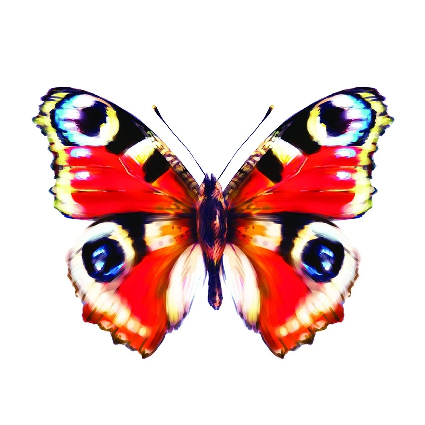radosny-przedszkolak-2016-2020-kolorowe-motyle