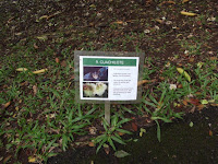 Quachilote information - Ho'omaluhia Botanical Garden, Kaneohe, HI