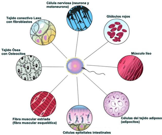 algunos tipos de celulas