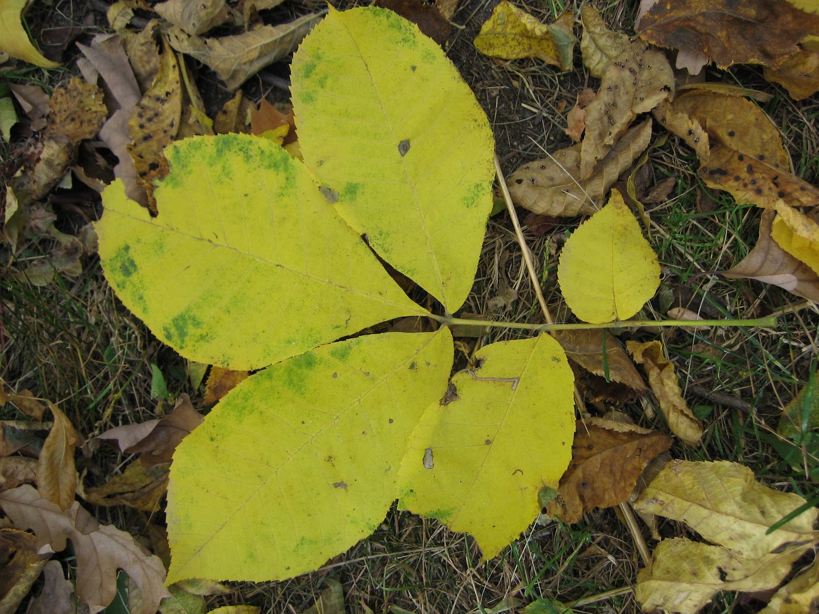 Practical Biology: science for everyone: Life of a Hickory Tree Part 2