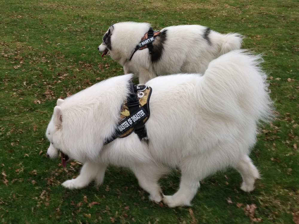 Just dog proof ? or Samoyed proof Harnesses Samoyed proof?