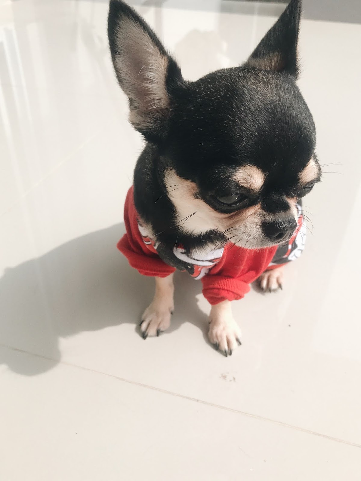 Chihuahua How to clean your dog's teeth