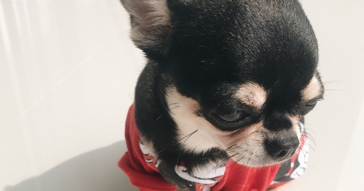 Chihuahua How to clean your dog's teeth