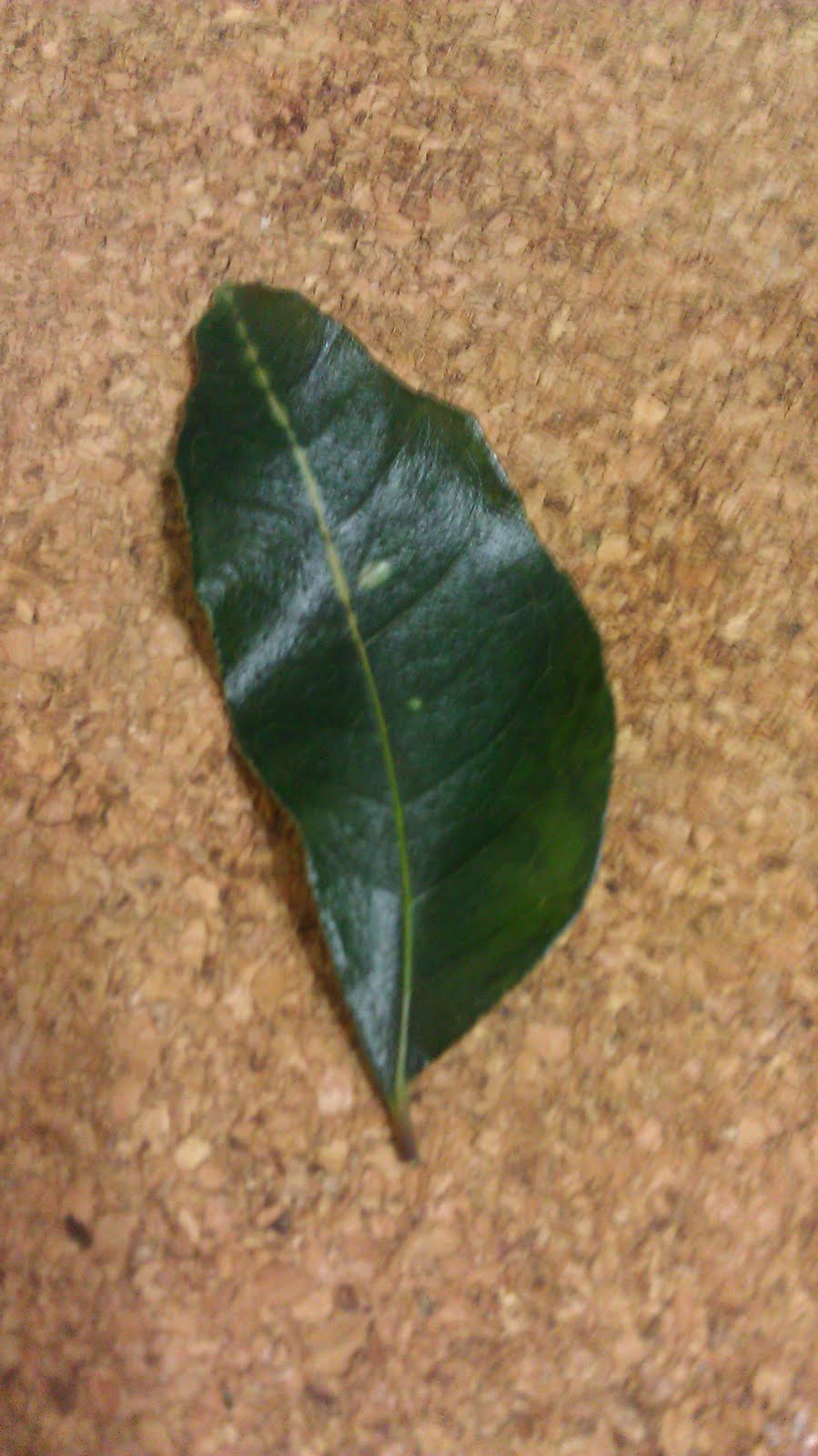 Gujarati Kadhi Desi Zayeka