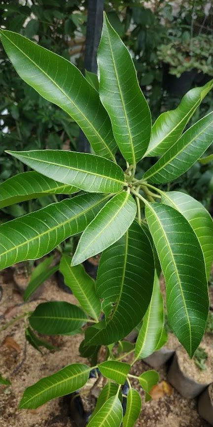 tanaman Buah bibit benih mangga aromanis arumanis harumanis simanalagi mangga madu Papua