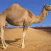 Saudi, China scientists decode camel DNA