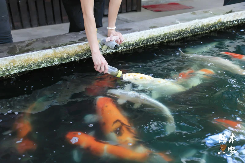 餵魚喝ㄋㄟㄋㄟ、碾米、拔蔥做蔥油餅|宜蘭親子農場DIY活動、童話村生態農場親子活動