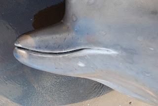 Nes, Hvalba'da 24 Ağustos 2009'da kıyıya vurmuş kuzey şişe burunlu balinası.