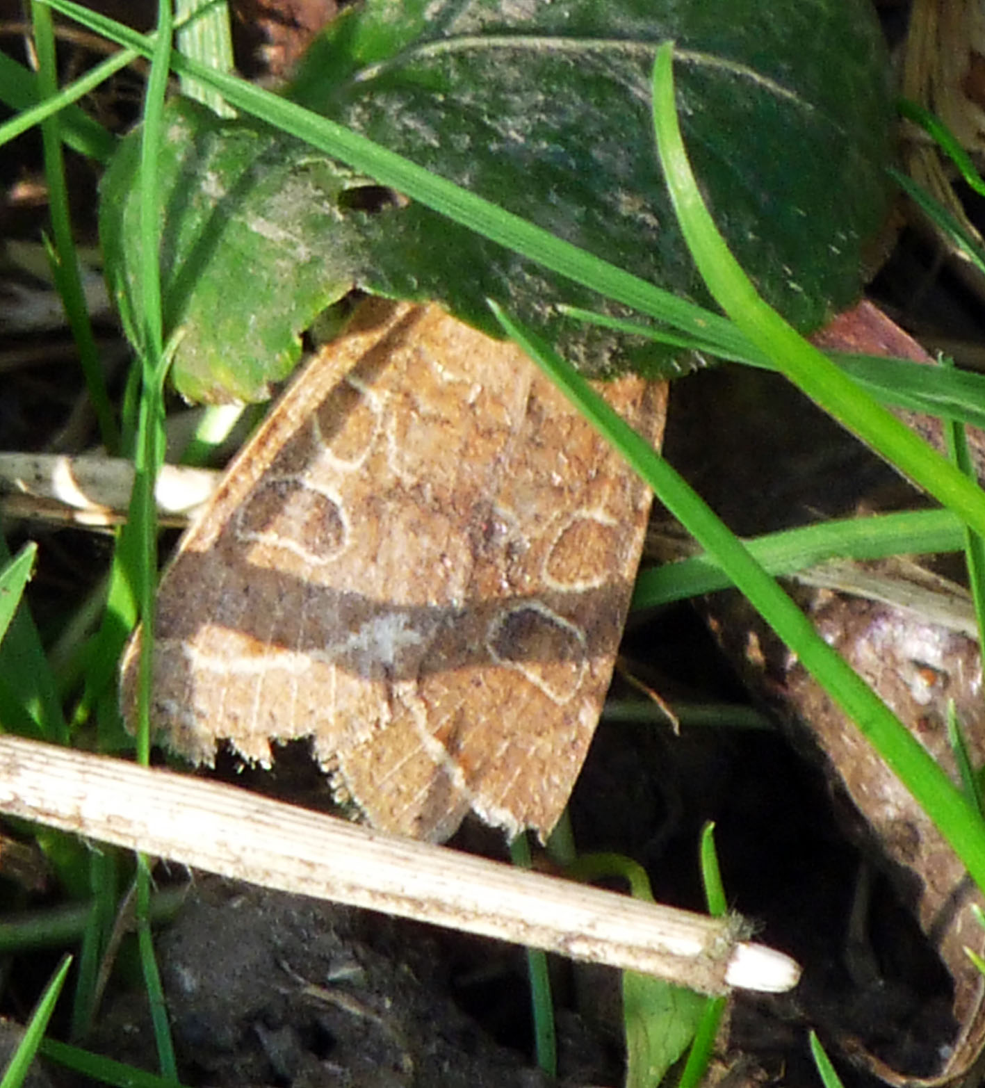 Wild and Wonderful A Medley of Moths