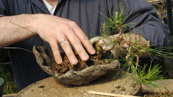 Langkah-langkah Cara Merawat Bonsai dari Bakalan