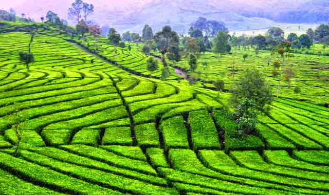 Tipe iklim dan bentang budaya Indonesia