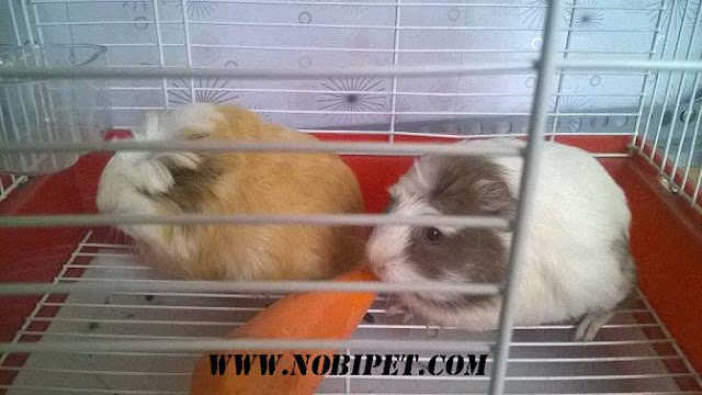 Xem Coronet – Lãng Tử Bọ Ú Lông Dài tại Đà Nẵng ban-bo-u-guinea-pig-coronet-long-dai-xu-tai-da-nang-1