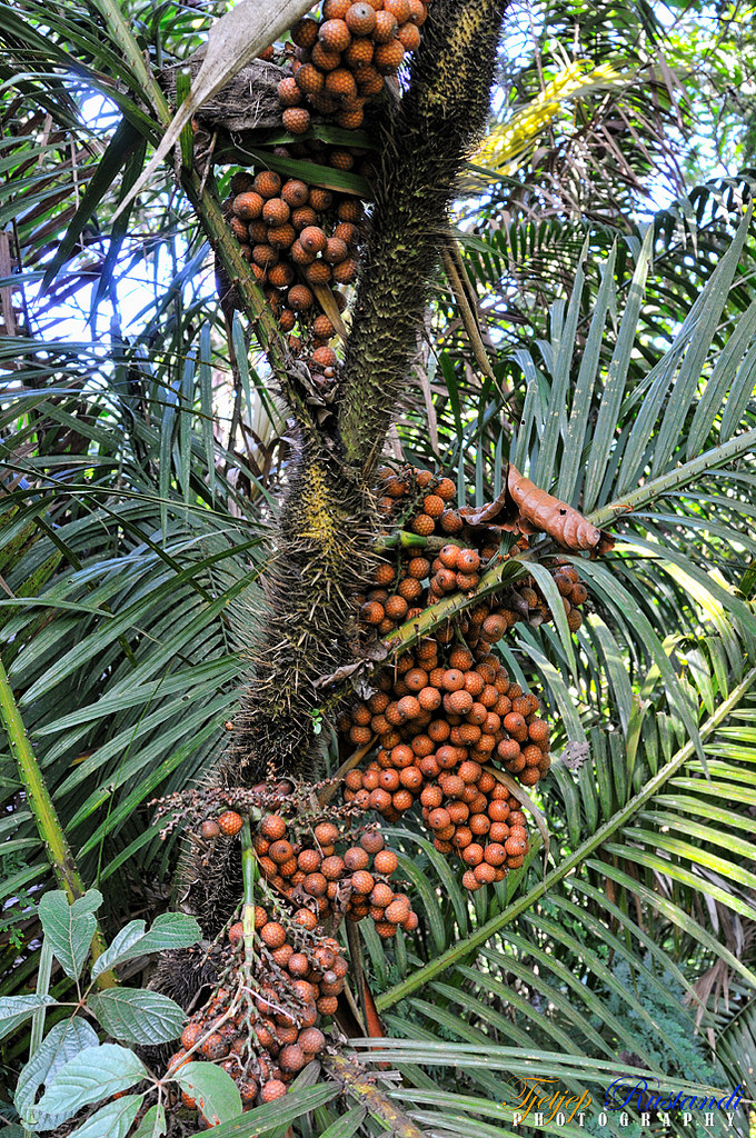 বেত ফল, Rattan fruit "সত্যের সন্ধানে আপোষহীন"