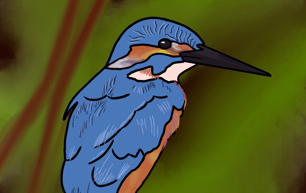 How to draw a Kingfisher stepbystep tutorial Drawmify