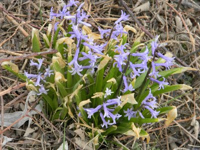 Hyacinthus orientalis (Giacinto comune)