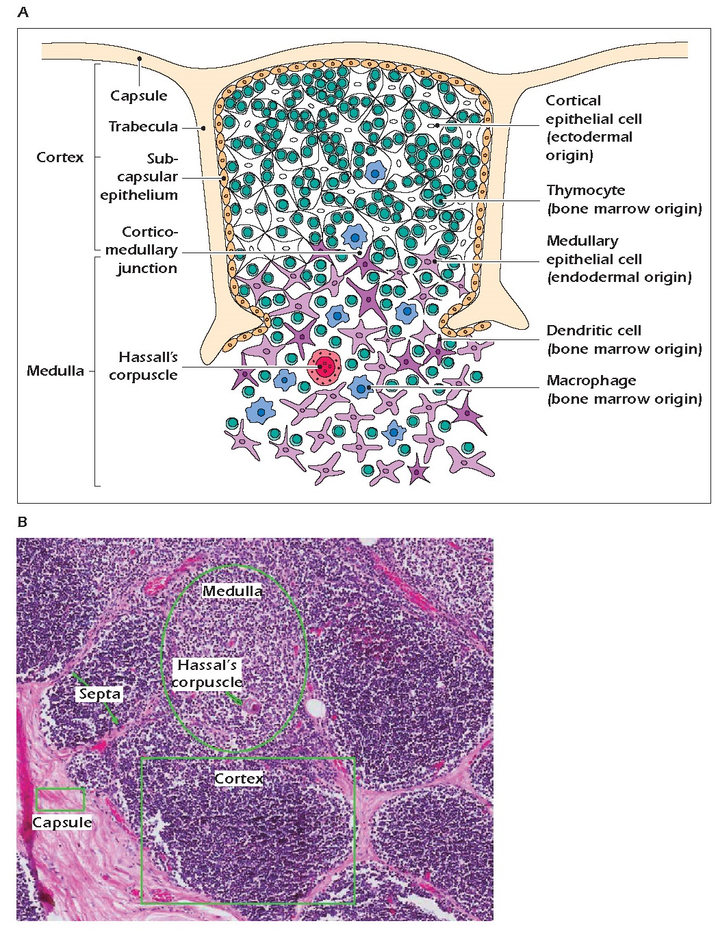 CELLS AND ORGANS INVOLVED IN ADAPTIVE IMMUNITY wikitomy