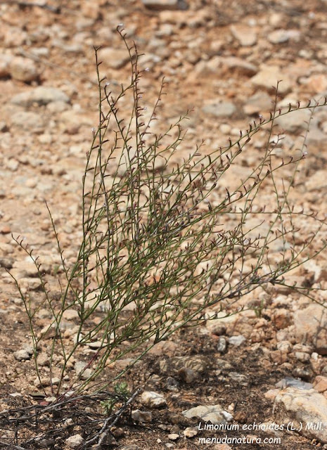 Limonium echioides