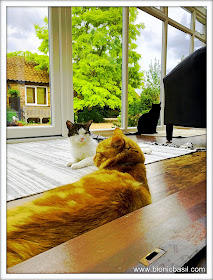 Parsley, Melvyn and Fudge Joint Selfie @BionicBasil® The Sunday Selfies Caturday Art Effect
