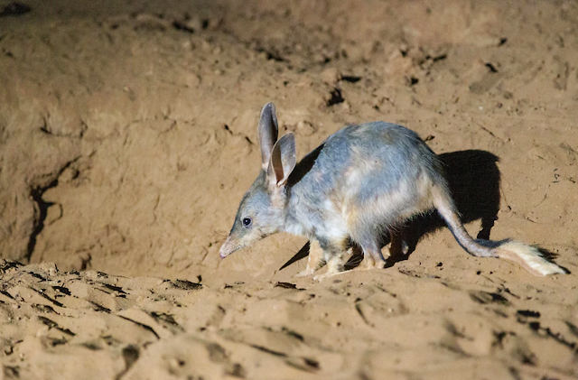 A bilby in Currawinya National Park makes its way to its burrow