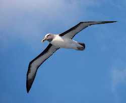 birds flight albatross ergonomics panasonic camera ocean southern zealand