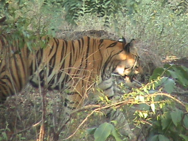 Kalua the Tiger