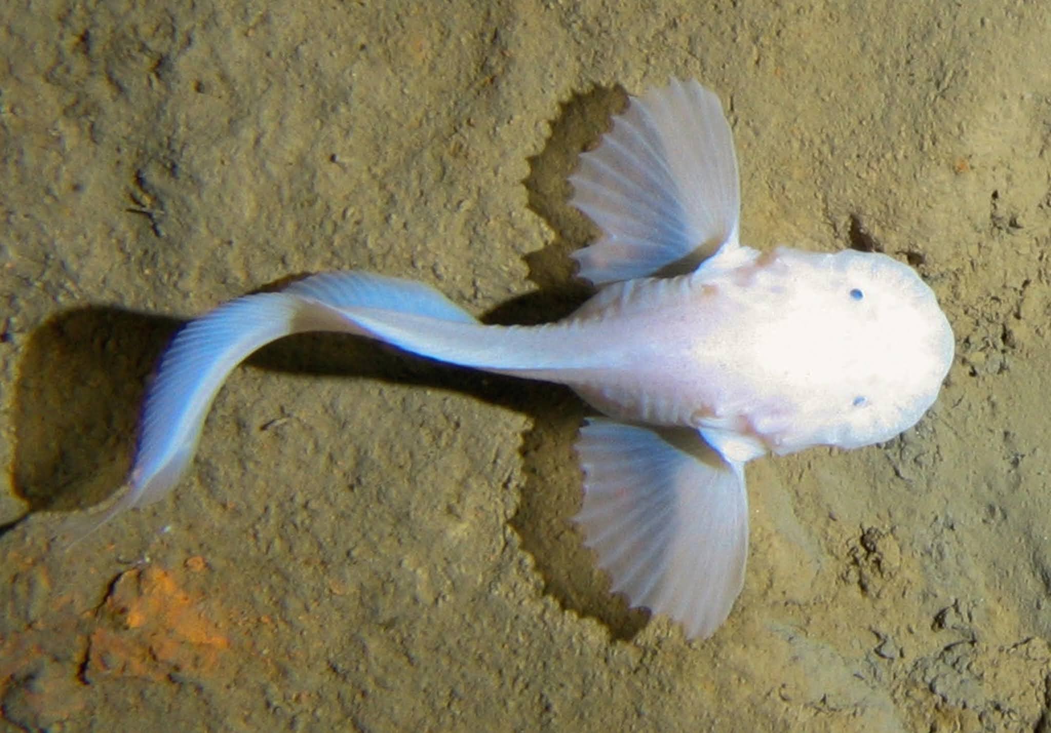 new-fish