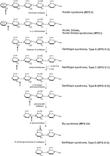 Lysosomal degradation