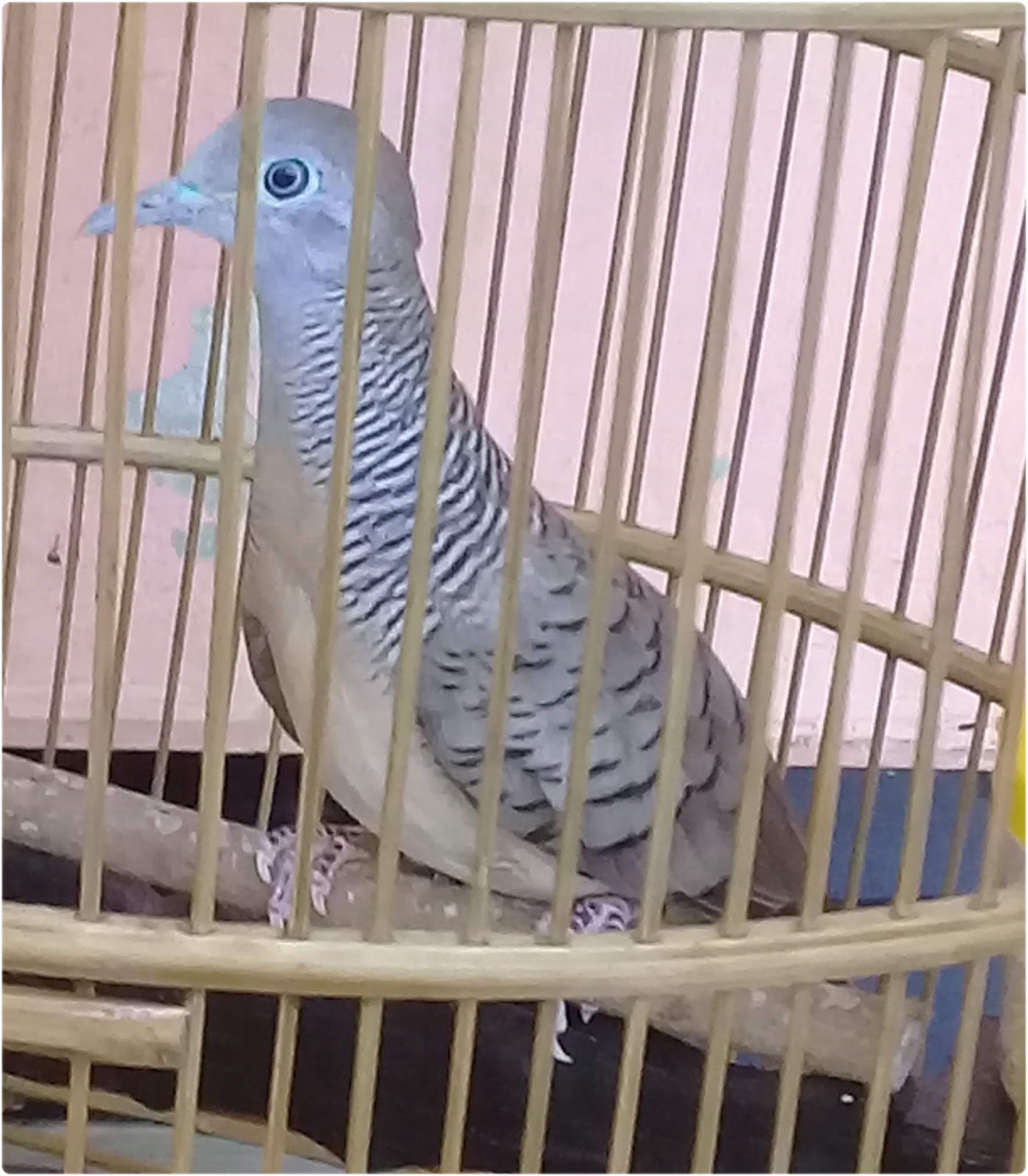 Jenis Perkutut Yang Tidak Baik Di Pelihara Peternakan Burung