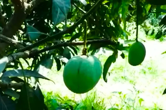 यूपी के सहारनपुर में 121 किस्मों के फलों वाला एक आम का पेड़