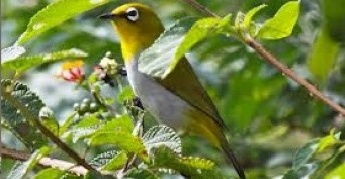 7 Pilihan Burung Kicau Yang Mudah Perawatannya Dan Paling Populer