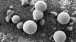 Evidence of life on Mars in the form of mushrooms and algae plus spores.