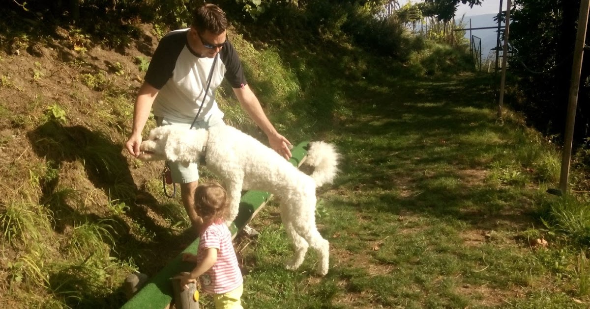 JuHunde Die Hinterhand des Hundes trainieren