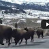 Οι βίσονες στο Yellowstone τρέχουν για να σώσουν την ζωή τους,από τι όμως(βίντεο);; 
